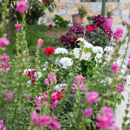 Agolli Vlorë
